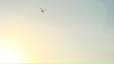 White Wind фотография #1