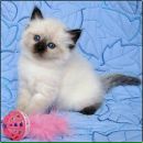 Віра Гнилиця фотография #6 (источник - https://vk.com/id68960249)