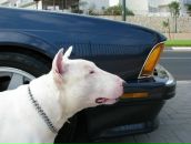 Діма Когут фотография #13 (источник - https://vk.com/id34313074)