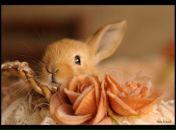 Фотография Резвецовой Светульки