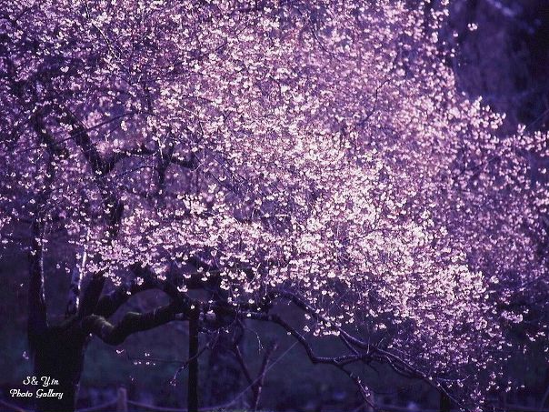 King Leon фото №4