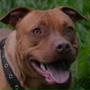 Фотография Гаркуши Андрея