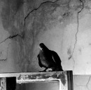 Фотография Delirium Art