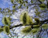 Фотография Беликовой Елены