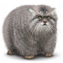 Свин ^_^ фотография #35 (источник - https://vk.com/id60082165)