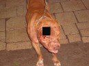 Tayson Pitbul=jermani фотография #36 (источник - https://vk.com/id70604395)