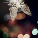 Фотография Безрядин Антон