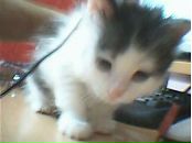 Mehmet GÜl фотография #5 (источник - https://vk.com/id101774700)