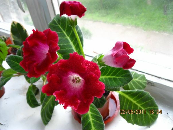 Оля Марченко фото №8