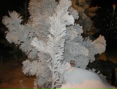 Фотография Кузнецовой-Дергуновой Ольги