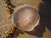 Фотография Позитивной Надин