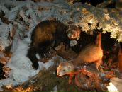 Анна Цымбал фотография #7 (источник - https://vk.com/id2266870)