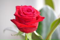 Фотография Анисенковой Лены