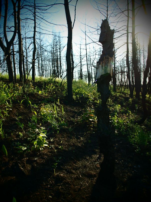 Сергей Гуревич фотография #11