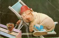 Фотография Германа Чунше