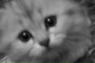 Фотография Чучкова Дениса