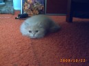 Фотография W Elviedream