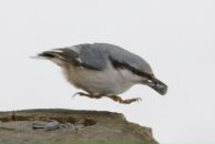 Фотография Cherstvyakova Булгун