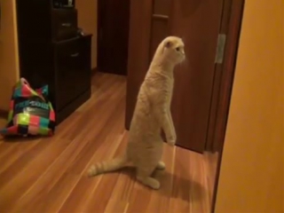 Кот в шоке