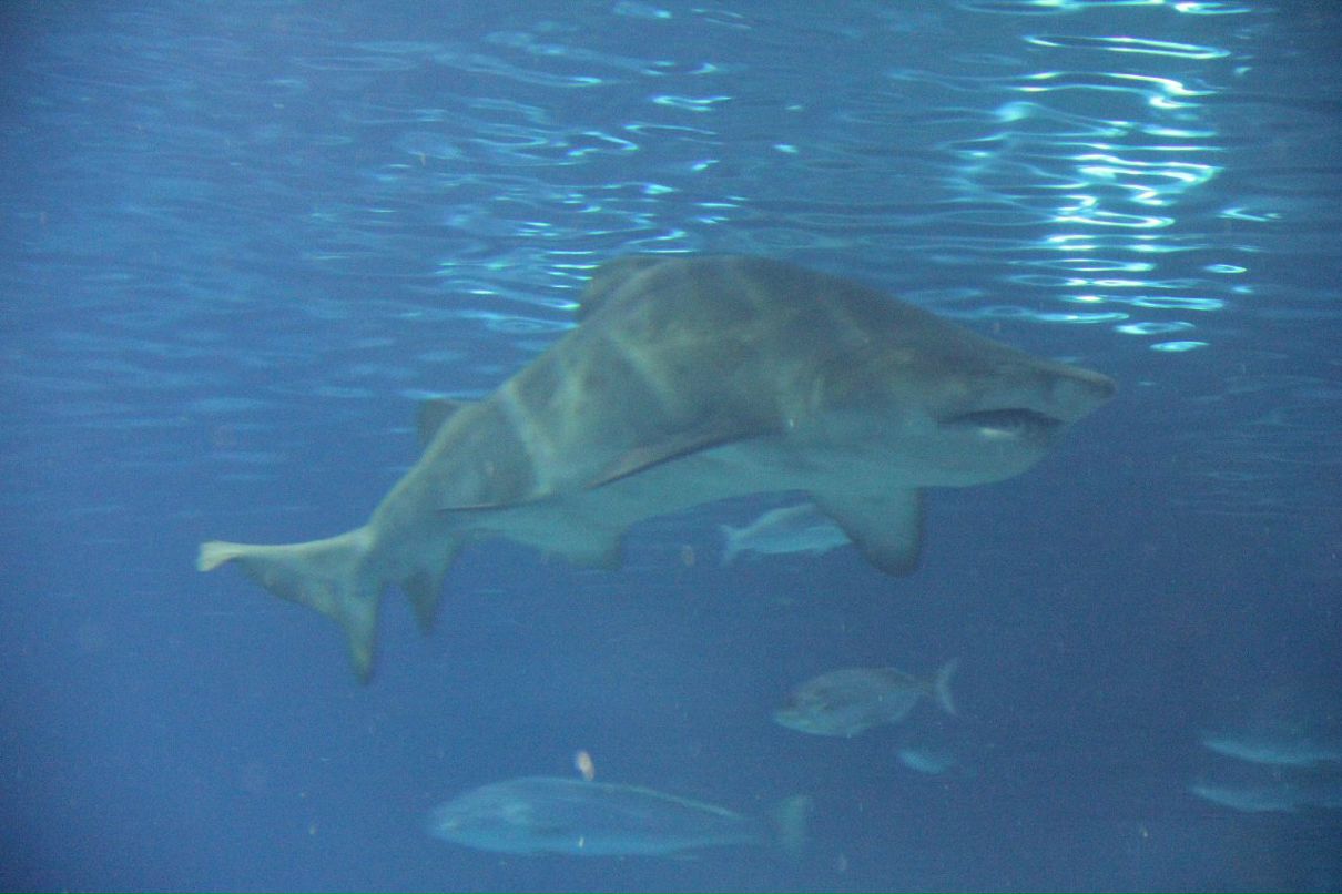 Сергей Мешков фотография #21