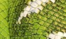 Snakes Tempter фотография #18 (источник - https://vk.com/id73834955)