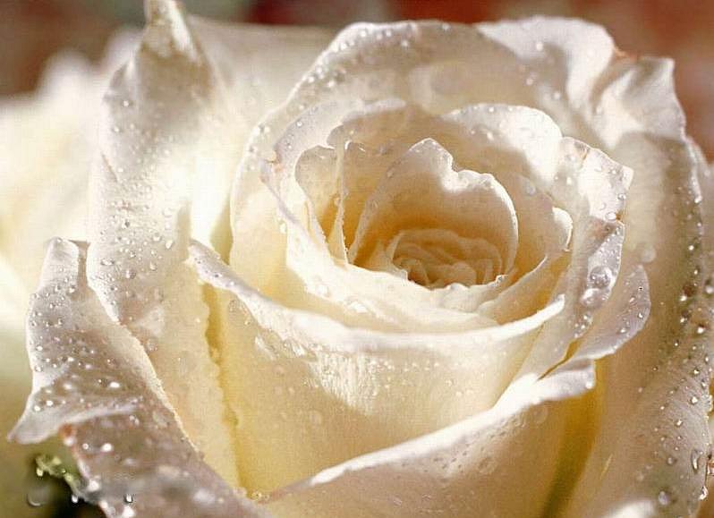 Dmitry Tolstenko фотография #37