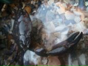 Пєтя Попсуйко фотография #49 (источник - https://vk.com/id58661152)