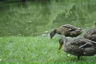 Lenka Bashirova фотография #35 (источник - https://vk.com/id3671995)