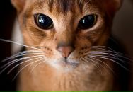 Фотография Жуковой Евгении