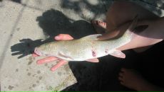 Міша Чучук фотография #7 (источник - https://vk.com/id150332219)