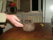 Юля Камінська фотография #7 (источник - https://vk.com/id68986702)