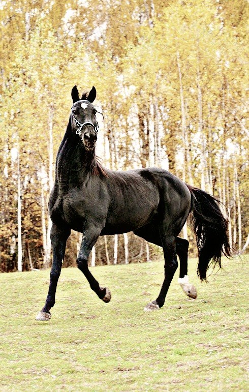 Тимур Жеребец фотография #7