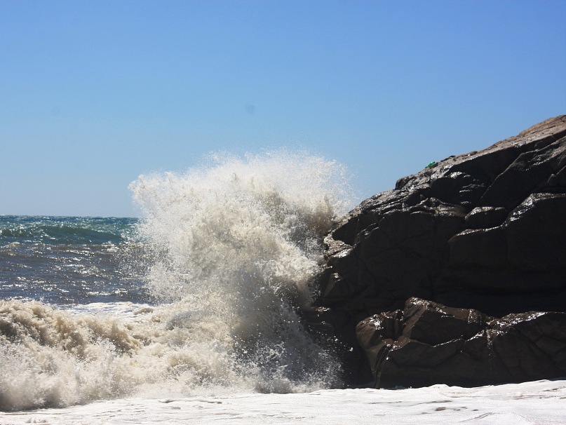 Phasma Morulus фотография #11