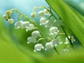 Фотография Никитиной Веры