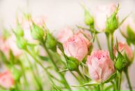 Фотография Arjitskaya Ekaterina