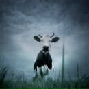 Фотография Козлова Алексея