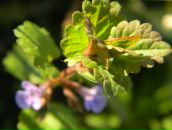 Іван Бакуш фотография #39 (источник - https://vk.com/id49792389)