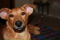 Фотография Дель Насти