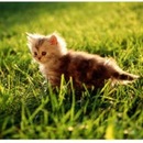 Діана Береза фотография #17 (источник - https://vk.com/id157656163)