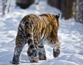 Фотография Строева Алексея