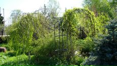 Рогнеда Степанова фотография #41 (источник - https://vk.com/id8756748)