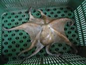 Фотография Каспера Дмитрия