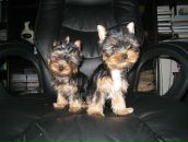 Фотография Малышевой Татьяны